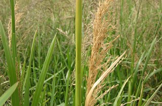 Reed sweet grass